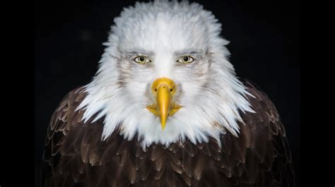 Cursed Eagle Blank Meme Template
