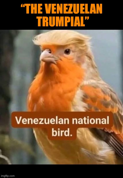 Orange bird good! | “THE VENEZUELAN 
TRUMPIAL” | image tagged in political meme,president trump,venezuela,national bird,trumpial,orange and black | made w/ Imgflip meme maker