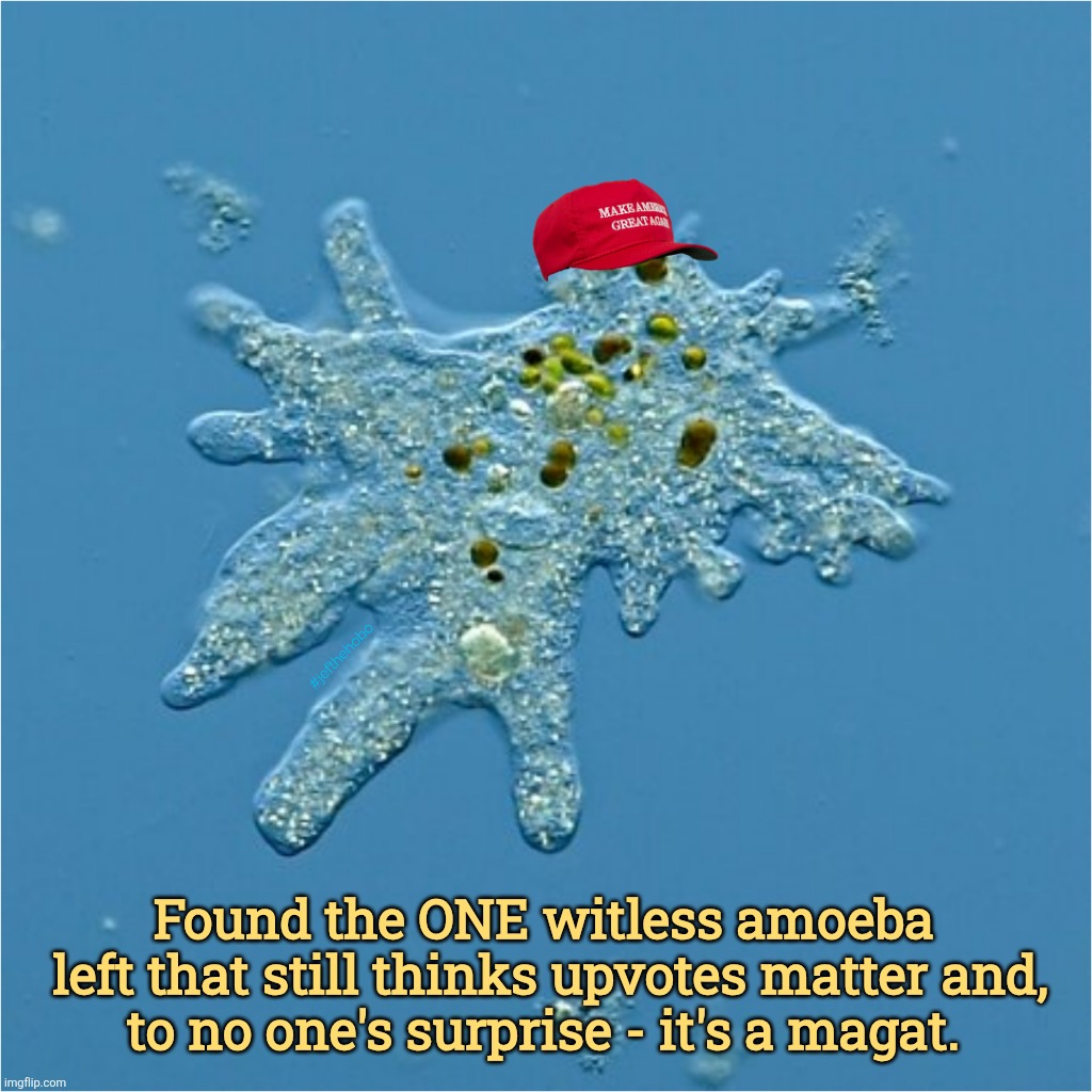 #jefthehobo Found the ONE witless amoeba 
left that still thinks upvotes matter and,
to no one's surprise - it's a magat. | made w/ Imgflip meme maker