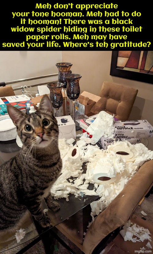 Where's The Gratitude | Meh don't appreciate your tone hooman. Meh had to do it hooman! There was a black widow spider hiding in these toilet paper rolls. Meh may have saved your life. Where's teh gratitude? | image tagged in cats,funny cats,gratitude,manipulation,narcissist,entitlement | made w/ Imgflip meme maker