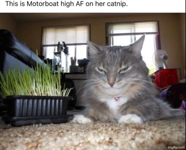 Motorboat Is High | image tagged in cats,funny cats,high af,stoner,drugs,funny animals | made w/ Imgflip meme maker