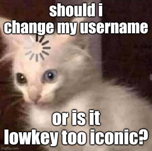 Kitty thonk | should i change my username; or is it lowkey too iconic? | image tagged in kitty thonk | made w/ Imgflip meme maker