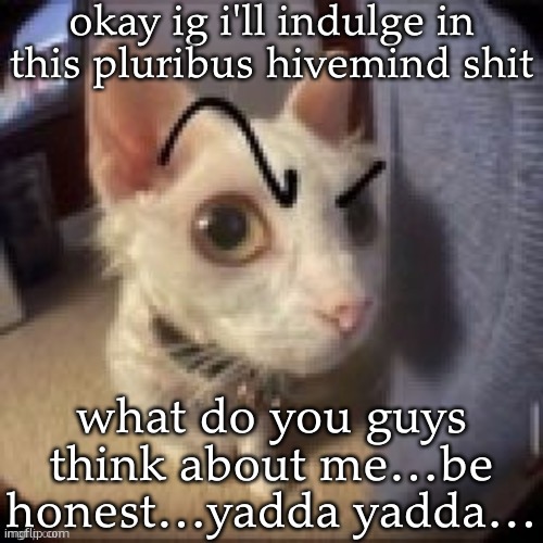 Side Eye Eyebrow Raise Cat | okay ig i'll indulge in this pluribus hivemind shit; what do you guys think about me…be honest…yadda yadda… | image tagged in side eye eyebrow raise cat | made w/ Imgflip meme maker