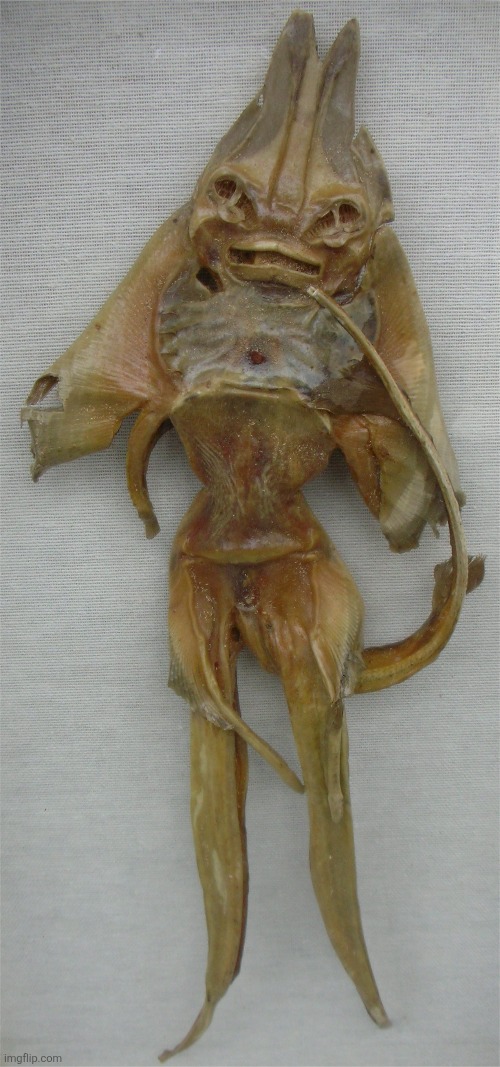 Dehydrated Stingray.mp3 | made w/ Imgflip meme maker