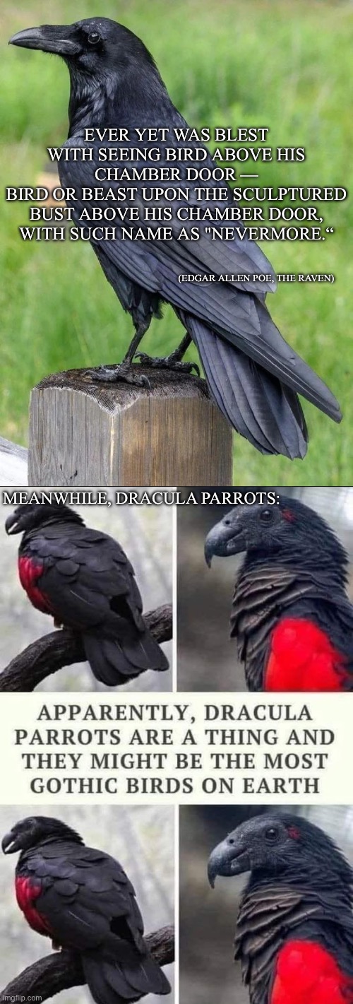 Ravens vs Dracula | EVER YET WAS BLEST WITH SEEING BIRD ABOVE HIS CHAMBER DOOR —
BIRD OR BEAST UPON THE SCULPTURED BUST ABOVE HIS CHAMBER DOOR,
WITH SUCH NAME AS "NEVERMORE.“; (EDGAR ALLEN POE, THE RAVEN); MEANWHILE, DRACULA PARROTS: | image tagged in raven,dracula,parrot,edgar allan poe,poetry,goth | made w/ Imgflip meme maker