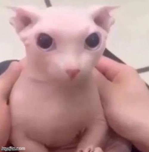 bingus | image tagged in bingus,i love the smell of napalm in the morning | made w/ Imgflip meme maker