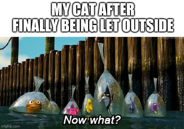 cat | MY CAT AFTER FINALLY BEING LET OUTSIDE | image tagged in now what,funny,funny memes,relatable,relatable memes | made w/ Imgflip meme maker