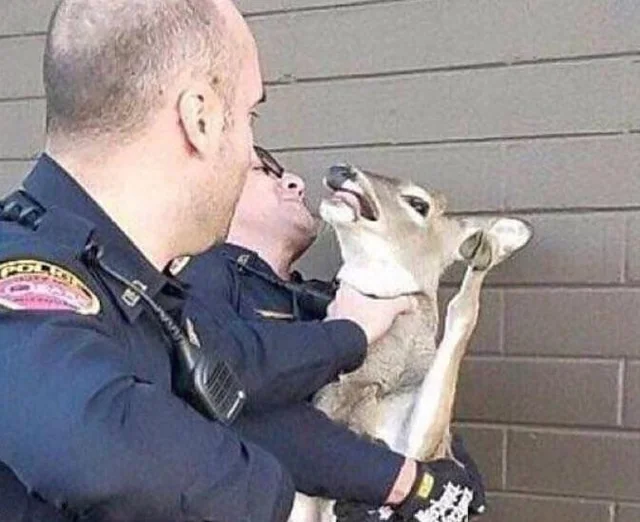 High Quality Deer Interrogation Blank Meme Template