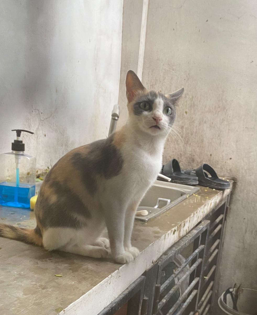 Shocked Calico Cat Blank Meme Template