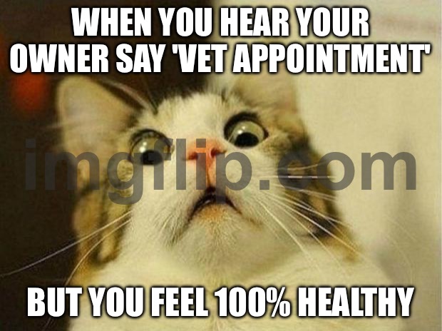 WHEN YOU HEAR YOUR OWNER SAY 'VET APPOINTMENT'; BUT YOU FEEL 100% HEALTHY | WHEN YOU HEAR YOUR OWNER SAY 'VET APPOINTMENT'; BUT YOU FEEL 100% HEALTHY | image tagged in memes,scared cat,vets,cats,cat memes,health | made w/ Imgflip meme maker