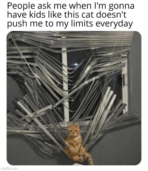 image tagged in cats,mom | made w/ Imgflip meme maker