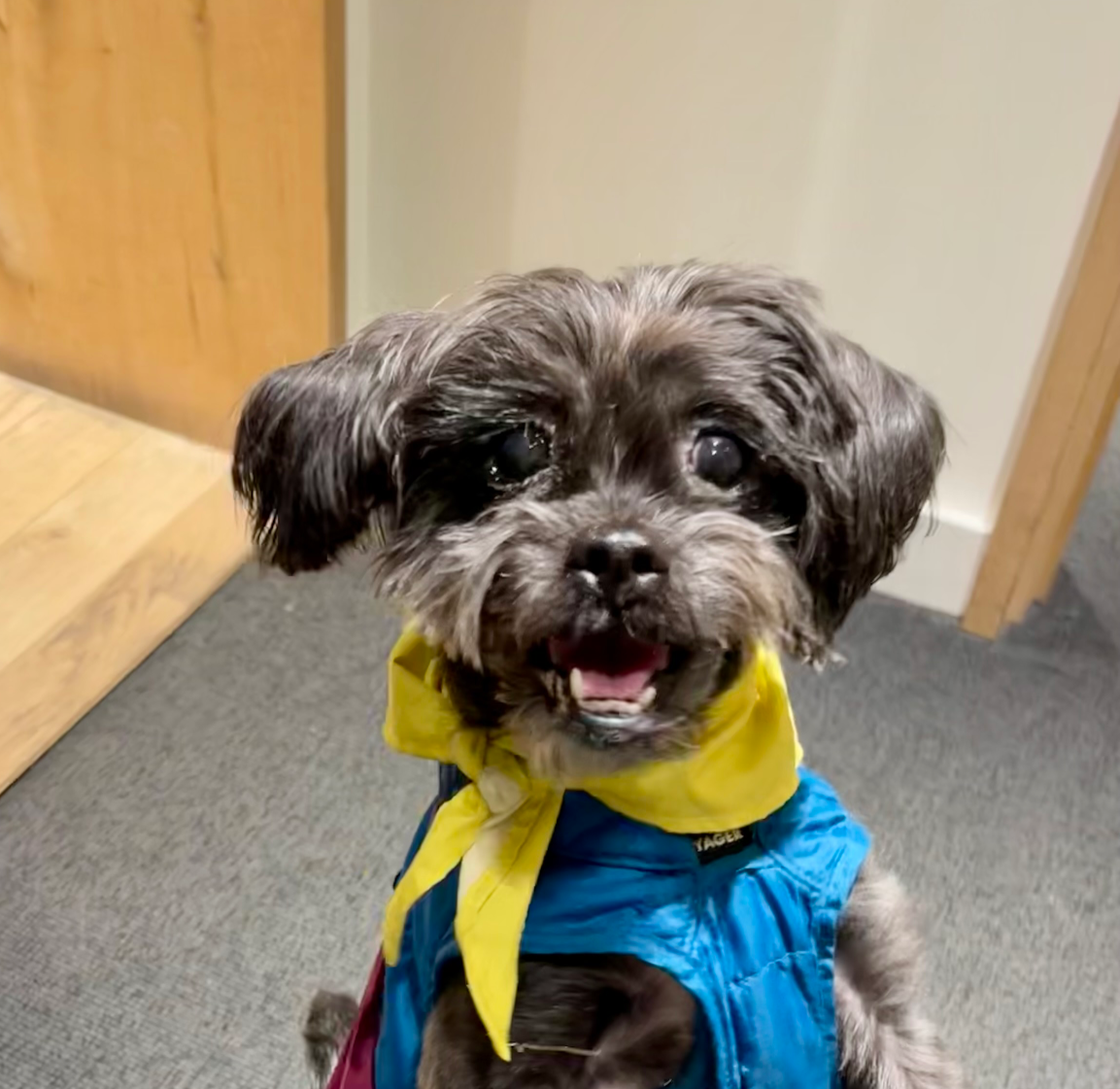 Pine Cone - adoptable dog from Rain or Shine Rescue Blank Meme Template