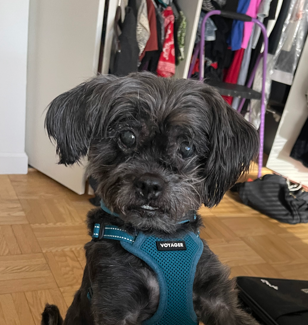 Pine Cone - adoptable dog from Rain or Shine Rescue Blank Meme Template