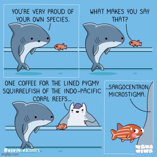 image tagged in shark,fish,species,coffee,name,long | made w/ Imgflip meme maker