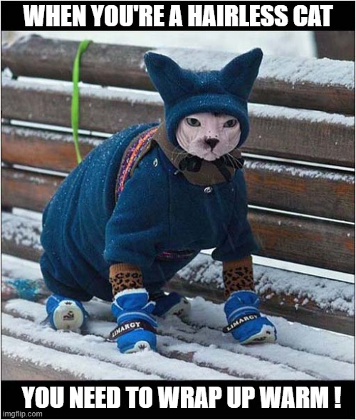 Brrrrrrr ! | WHEN YOU'RE A HAIRLESS CAT; YOU NEED TO WRAP UP WARM ! | image tagged in cats,hairless,cold weather,freezing cold | made w/ Imgflip meme maker