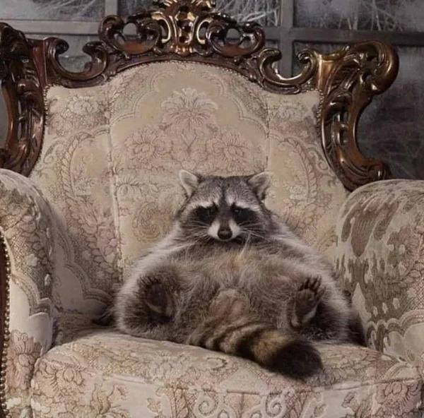 racoon throne Blank Meme Template