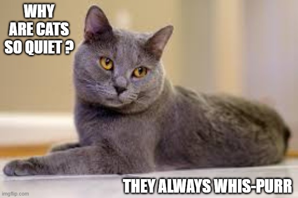 Why are cat so quiet? Because they always whis-purr. | WHY ARE CATS SO QUIET ? THEY ALWAYS WHIS-PURR | image tagged in cat,kittens,funny,humor,play on words,funny meme | made w/ Imgflip meme maker