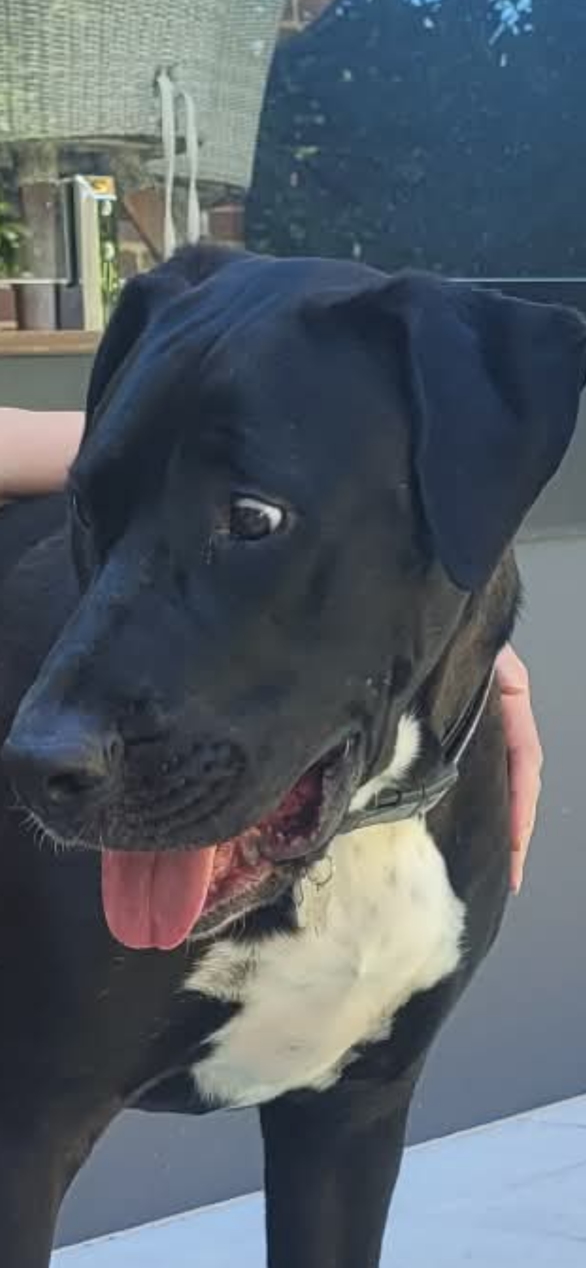 Yes please Blank Meme Template