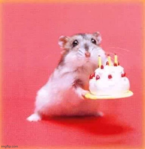birthday hamster | image tagged in birthday hamster | made w/ Imgflip meme maker