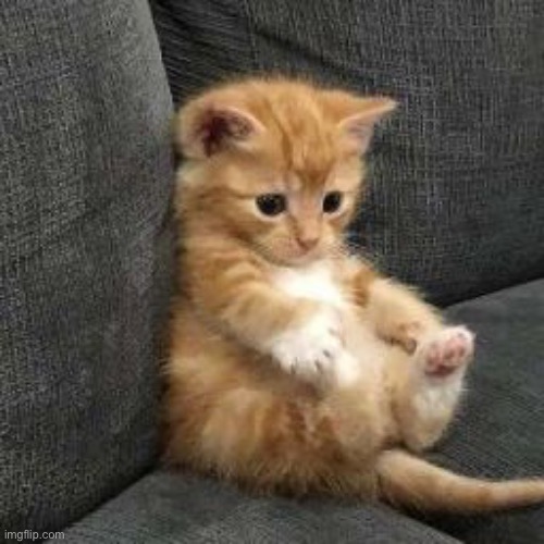 kity | image tagged in i don't know sad cat in shock meme | made w/ Imgflip meme maker