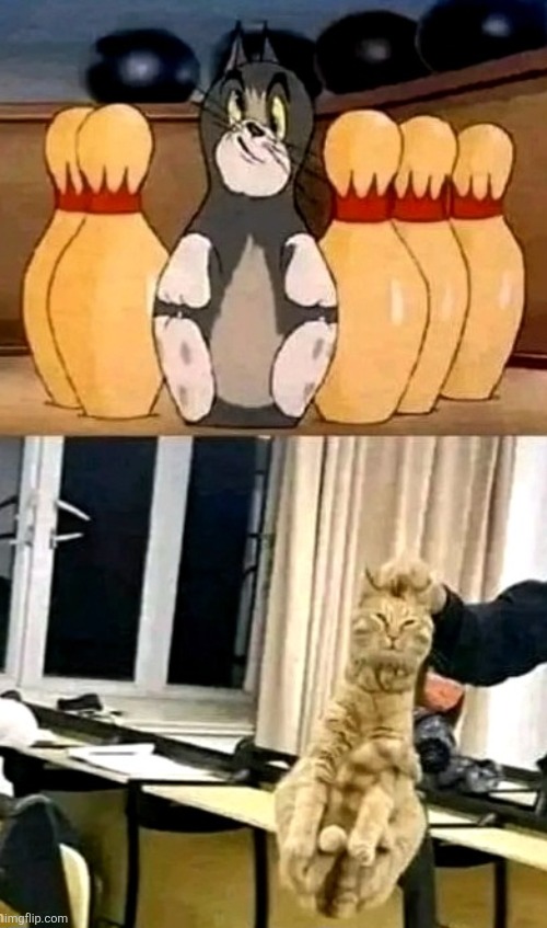 Cat Bowling | image tagged in cat,bowling ball | made w/ Imgflip meme maker