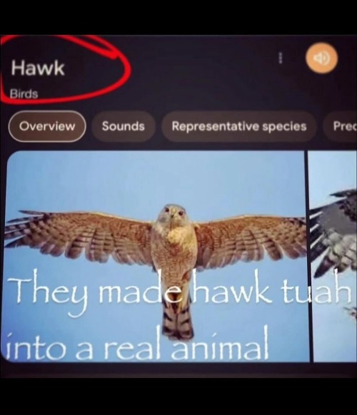 ENGLISH OR SPANISH mah bois: frozen sus caseoh: *moves* CAN I GET A HOYAAAA? those who know: 5 likes for part 2 | made w/ Imgflip meme maker