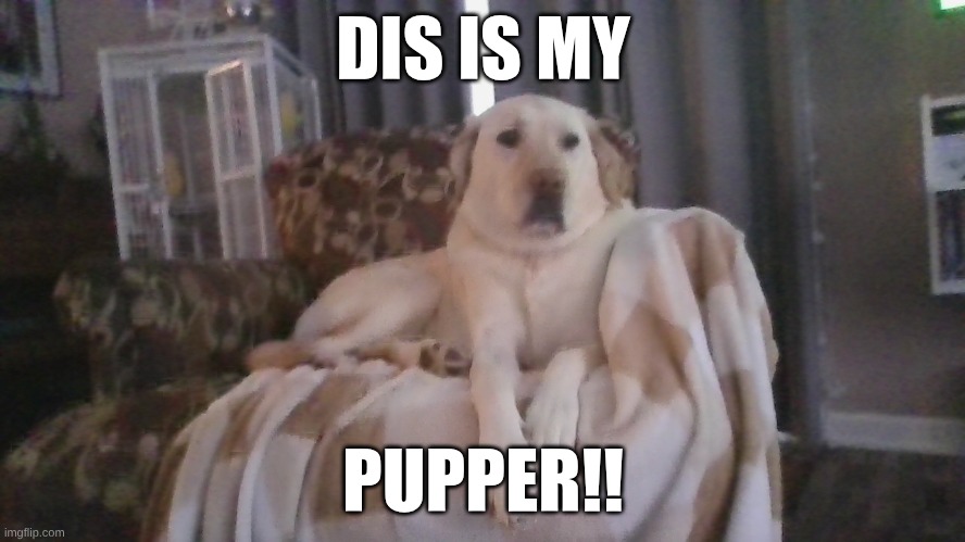 PUPPER!! | DIS IS MY; PUPPER!! | made w/ Imgflip meme maker