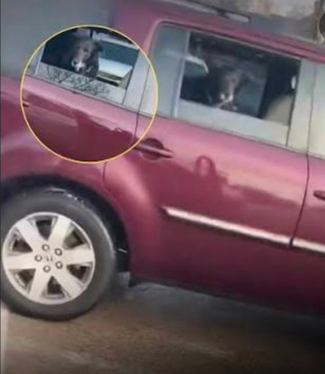 Domestic Terrorist Blank Meme Template