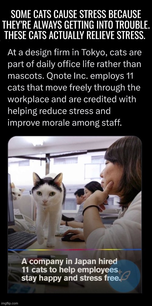 They get paid in fish, milk, catnip and head rubs… | SOME CATS CAUSE STRESS BECAUSE THEY’RE ALWAYS GETTING INTO TROUBLE. THESE CATS ACTUALLY RELIEVE STRESS. | image tagged in cats,relieve stress,office,japan,doing their job | made w/ Imgflip meme maker