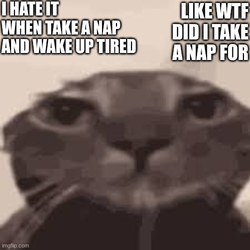 do i have to add a title | I HATE IT WHEN TAKE A NAP AND WAKE UP TIRED; LIKE WTF DID I TAKE A NAP FOR | image tagged in cat,memes,nap,sleep,tired | made w/ Imgflip meme maker