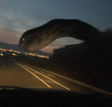 SCP-2645 Blank Meme Template