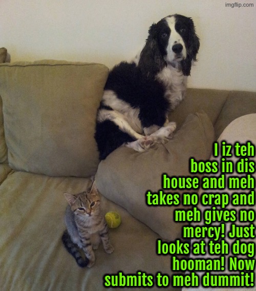 Meh Takes No Crap | I iz teh boss in dis house and meh takes no crap and meh gives no mercy! Just looks at teh dog hooman! Now submits to meh dummit! | image tagged in cats,funny cats,dogs,bully,submit,peasant | made w/ Imgflip meme maker