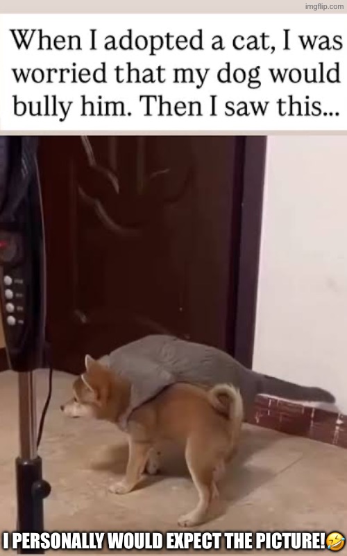 I'd Actually Expect The Picture To Happen | I PERSONALLY WOULD EXPECT THE PICTURE!🤣 | image tagged in cats,funny cats,dogs,bullies,attack,funny memes | made w/ Imgflip meme maker