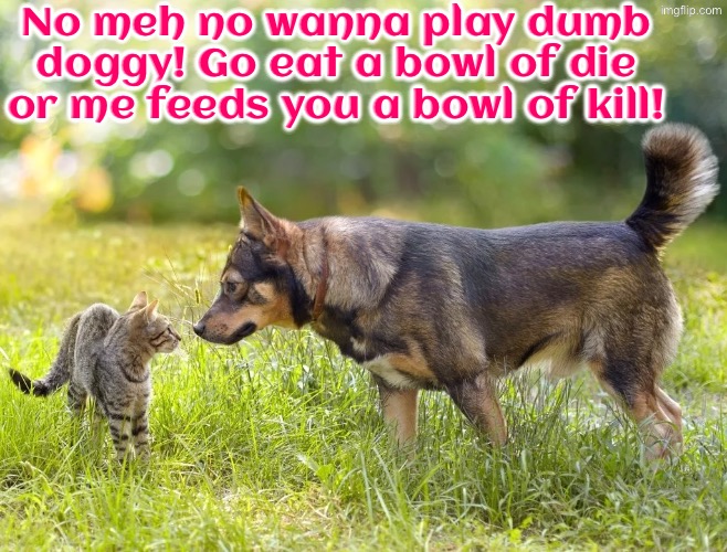 Die Or Kill? | No meh no wanna play dumb doggy! Go eat a bowl of die or me feeds you a bowl of kill! | image tagged in cats,funny cats,dogs,no,kill yourself,kill you cat | made w/ Imgflip meme maker
