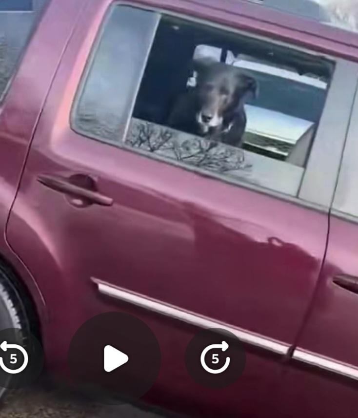 Dog in ice shooting Blank Meme Template