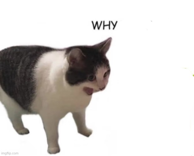 cat screaming | image tagged in cat screaming | made w/ Imgflip meme maker