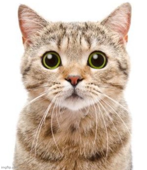 Catty, catty, kitty, kitty, cou, koo, koo, cou | image tagged in catty catty kitty kitty cou koo koo cou | made w/ Imgflip meme maker