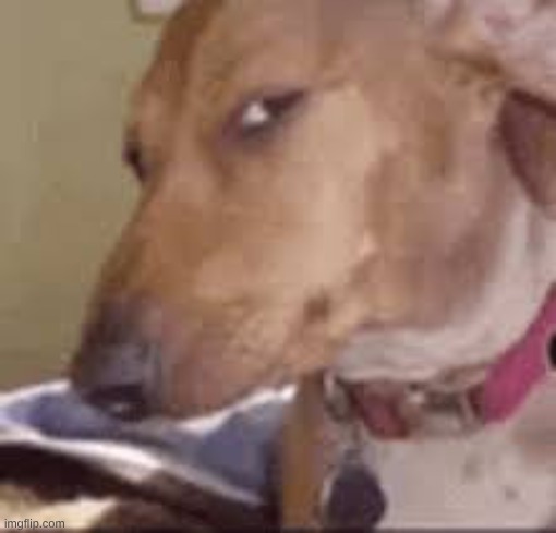 really bruh | image tagged in really bruh | made w/ Imgflip meme maker