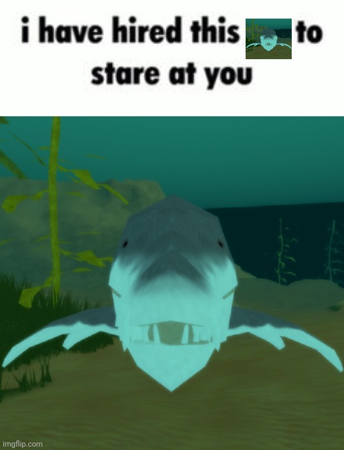 I have hired this to stare at you blank template | image tagged in i have hired this to stare at you blank template | made w/ Imgflip meme maker