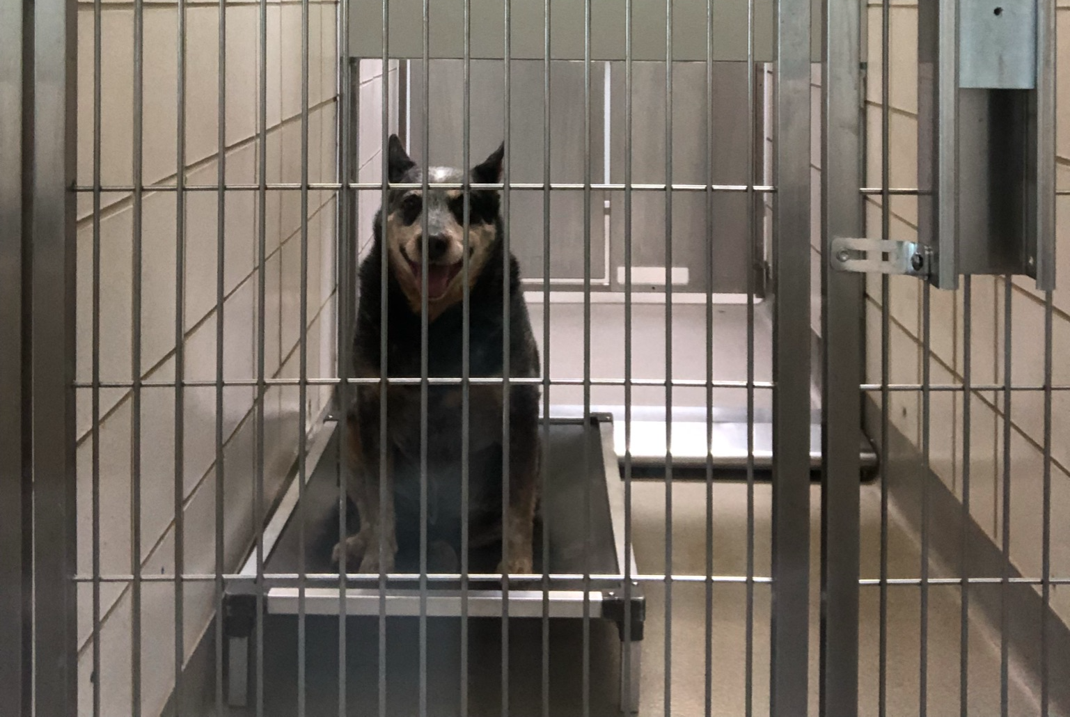 dog behind bars Blank Meme Template