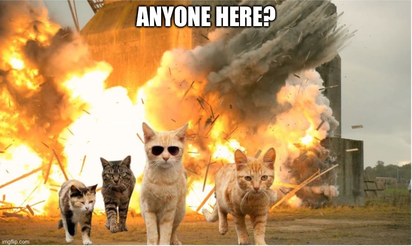 Cats walking away from explosion | ANYONE HERE? | image tagged in cats walking away from explosion | made w/ Imgflip meme maker