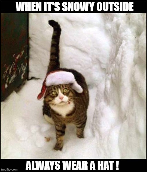 A Russian Cats Advice | WHEN IT'S SNOWY OUTSIDE; ALWAYS WEAR A HAT ! | image tagged in cats,russian,snow,hat | made w/ Imgflip meme maker