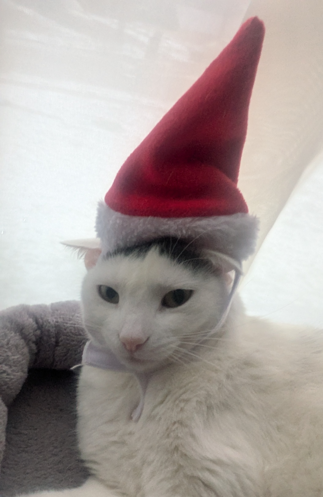 WTF elf cat Blank Meme Template