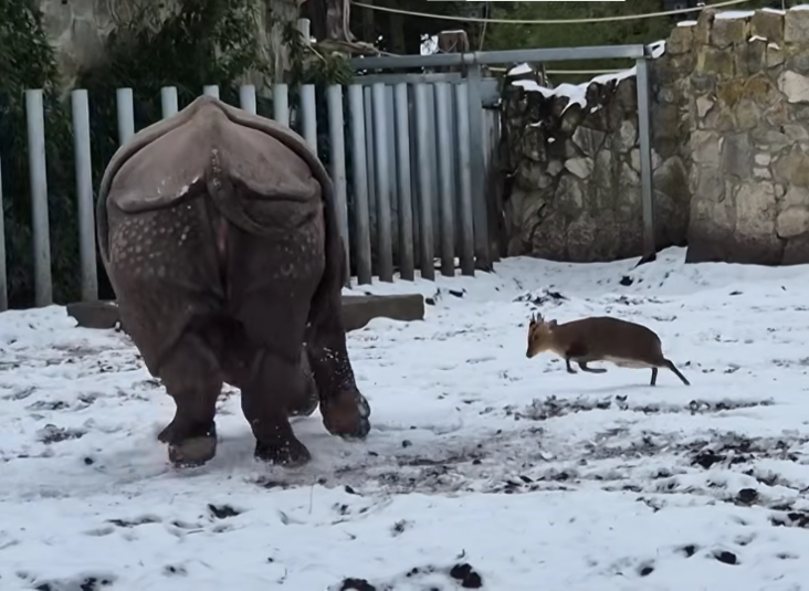 wroclaw zoo Blank Meme Template