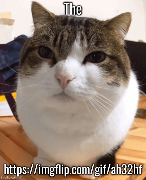 The | The; https://imgflip.com/gif/ah32hf | image tagged in oh the misery original | made w/ Imgflip meme maker