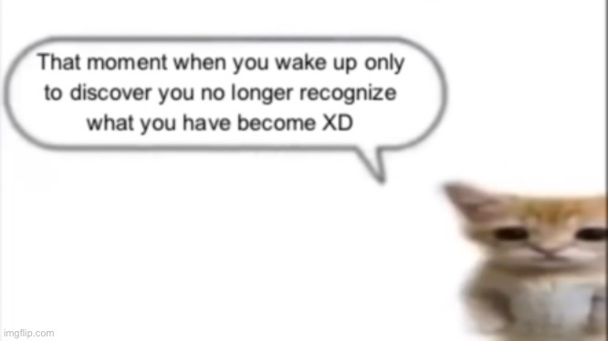 image tagged in memes,standing cat | made w/ Imgflip meme maker