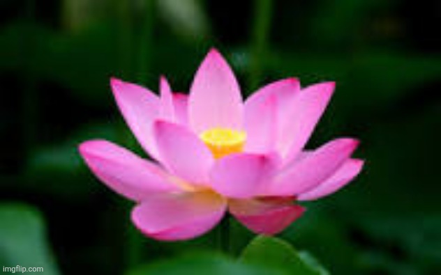 Lotus Flower | image tagged in lotus flower | made w/ Imgflip meme maker