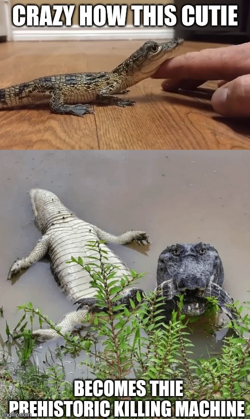 Aww what a cute little AHHHHHH | CRAZY HOW THIS CUTIE; BECOMES THIE PREHISTORIC KILLING MACHINE | image tagged in alligator | made w/ Imgflip meme maker