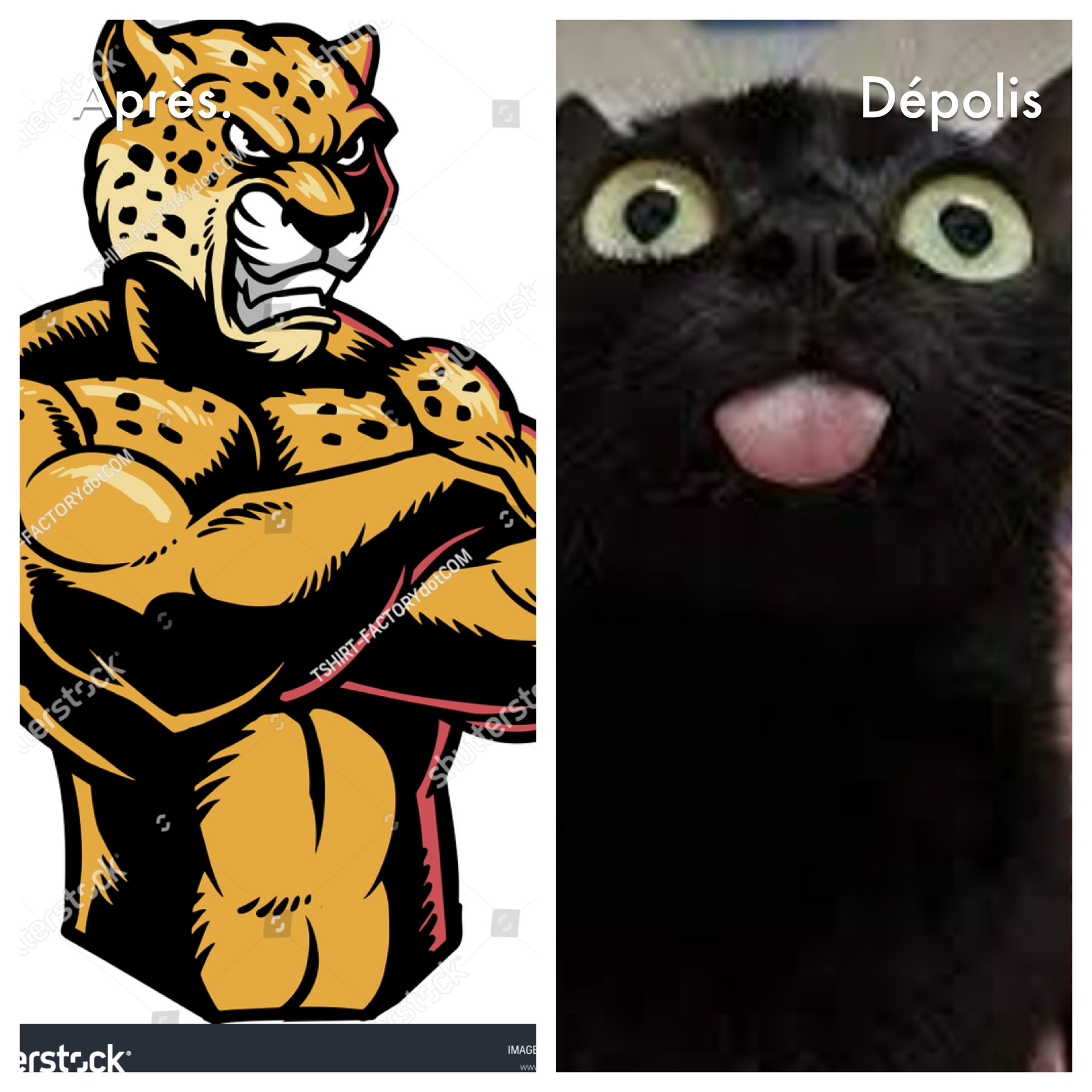 Jags are dumb Blank Meme Template