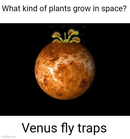 What kind of plants grow in space? Venus fly traps | image tagged in venus,space,plants,planets,venus fly traps,dad joke | made w/ Imgflip meme maker